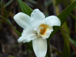 Inka Trail one day orchid
