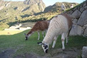 Machu Picchu llamas- A photo